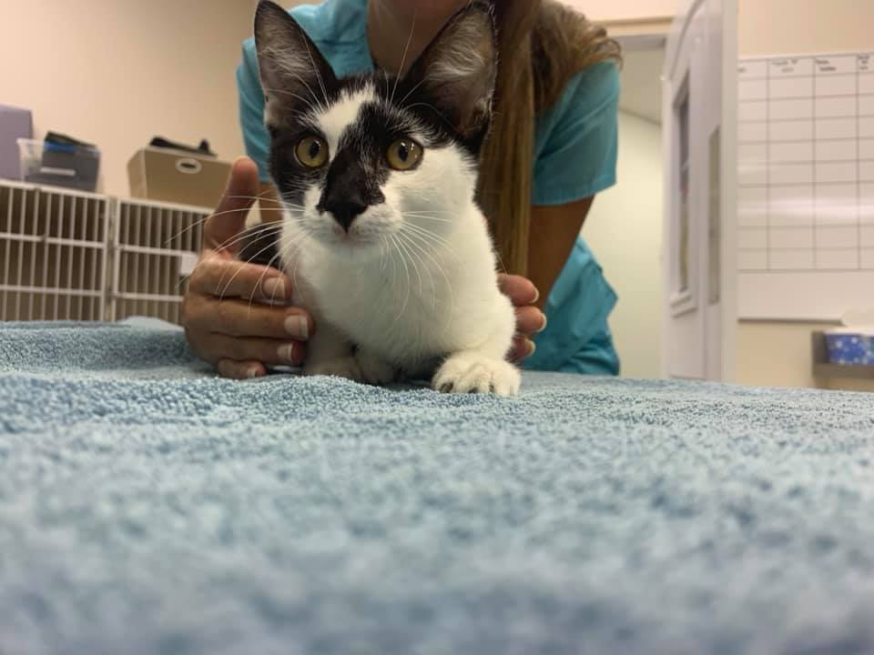 Salty Paws Animal Hospital Flagler Beach, FL